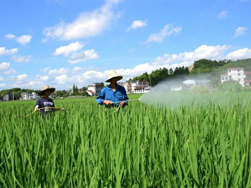恐防有变，迎接水稻丰收季需要做好这些病虫害预防工作