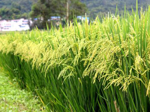各地出现水稻提早抽穗现象，送上预防及补救措施