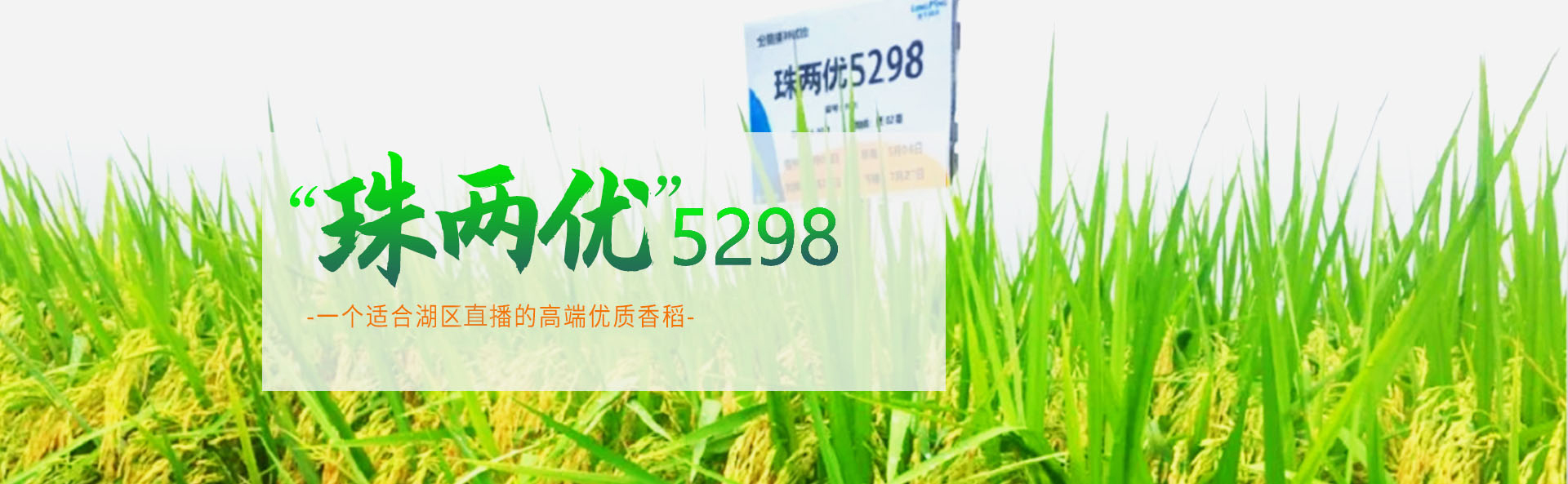 best365体育官网平台_长沙稻谷种植与销售|长沙农作物品种的选育